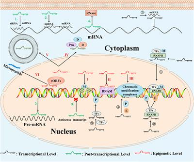 The Emerging Role of Long Non-Coding RNAs in Esophageal Cancer: Functions in Tumorigenesis and Clinical Implications